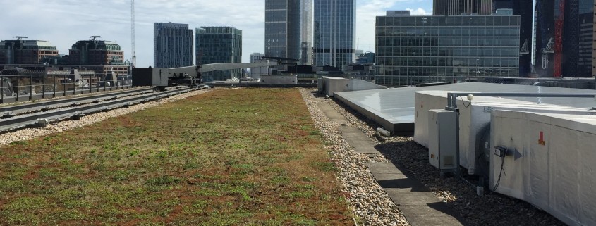 City flooding reduced by green roofs