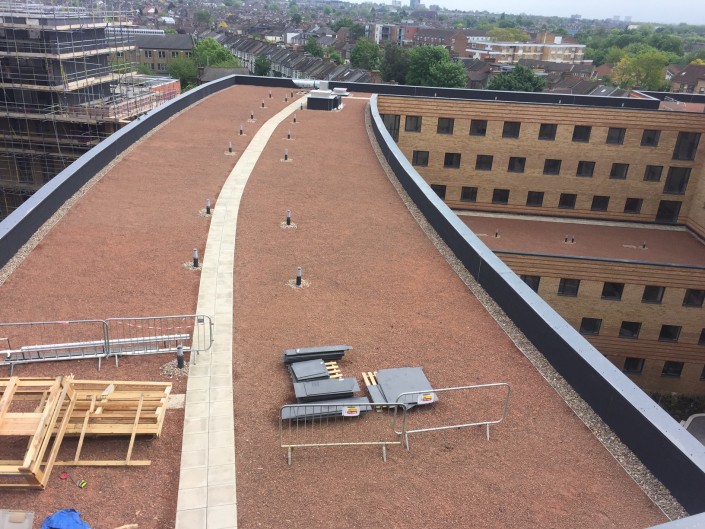 Mannequin House Student Accomodation Wildflower Roof Planting
