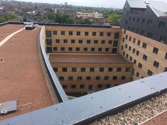 Mannequin House Student Accomodation Wildflower Roof Planting