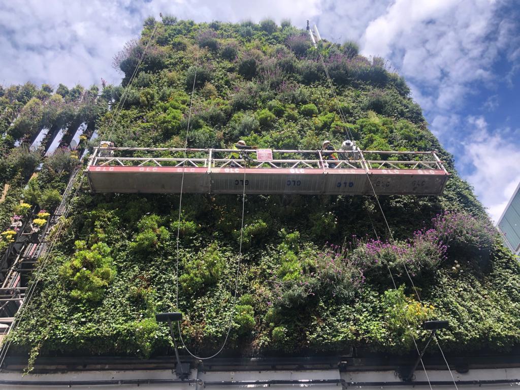 Living Wall Maintenance - The Urban Greening Company