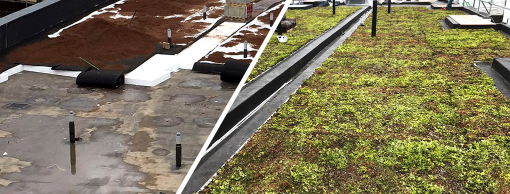 Kingston Uni Green roof Kingston Uni Green roof