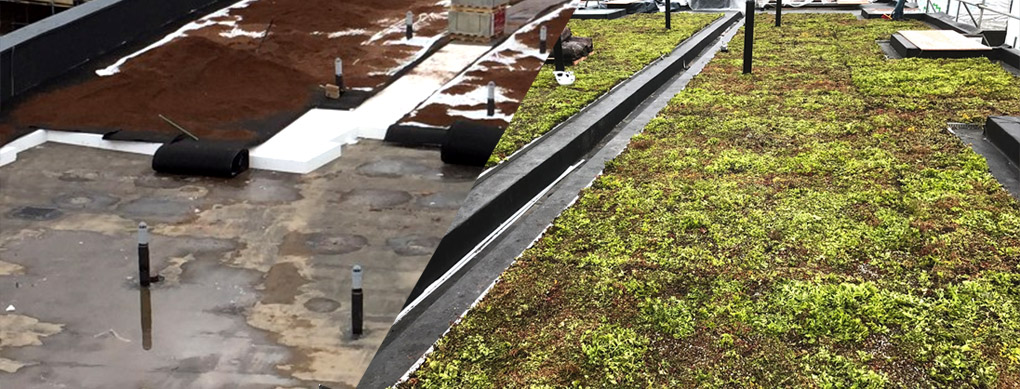 sedum living roof installed at kingston university london