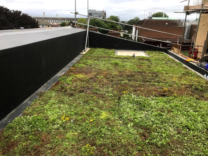 sedum living roof on kingston university london