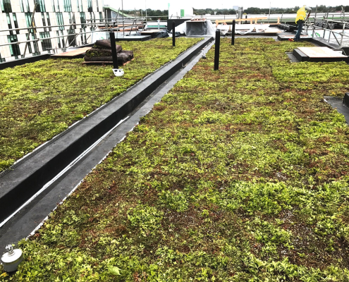 sedum roof on kingston university london