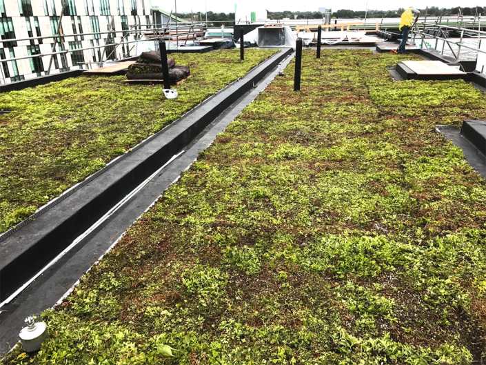 sedum roof on kingston university london