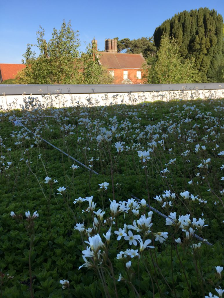 View of Green roof maintenance example - The Urban Greening Company