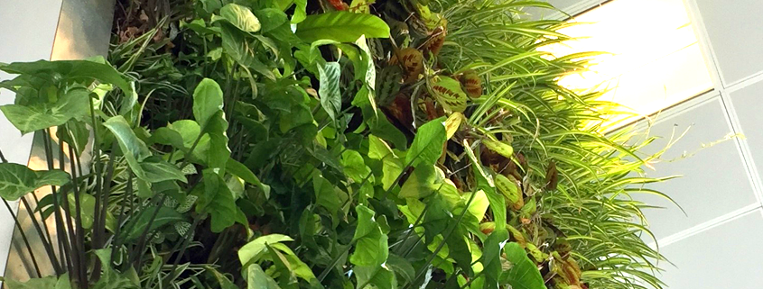 Lancet living wall at London Wall