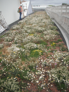 Green roof at Ruislip Tube Station