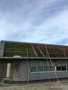 Green Roof restoration project