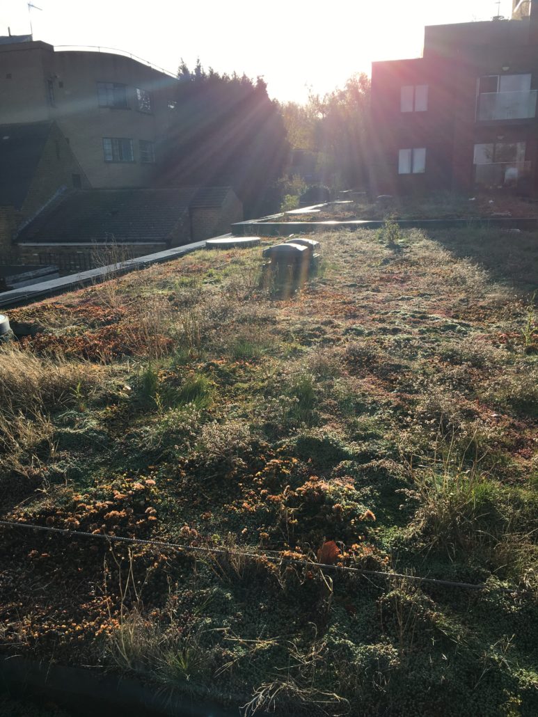 Picture of Green Roof Maintenance - The Urban Greening Company