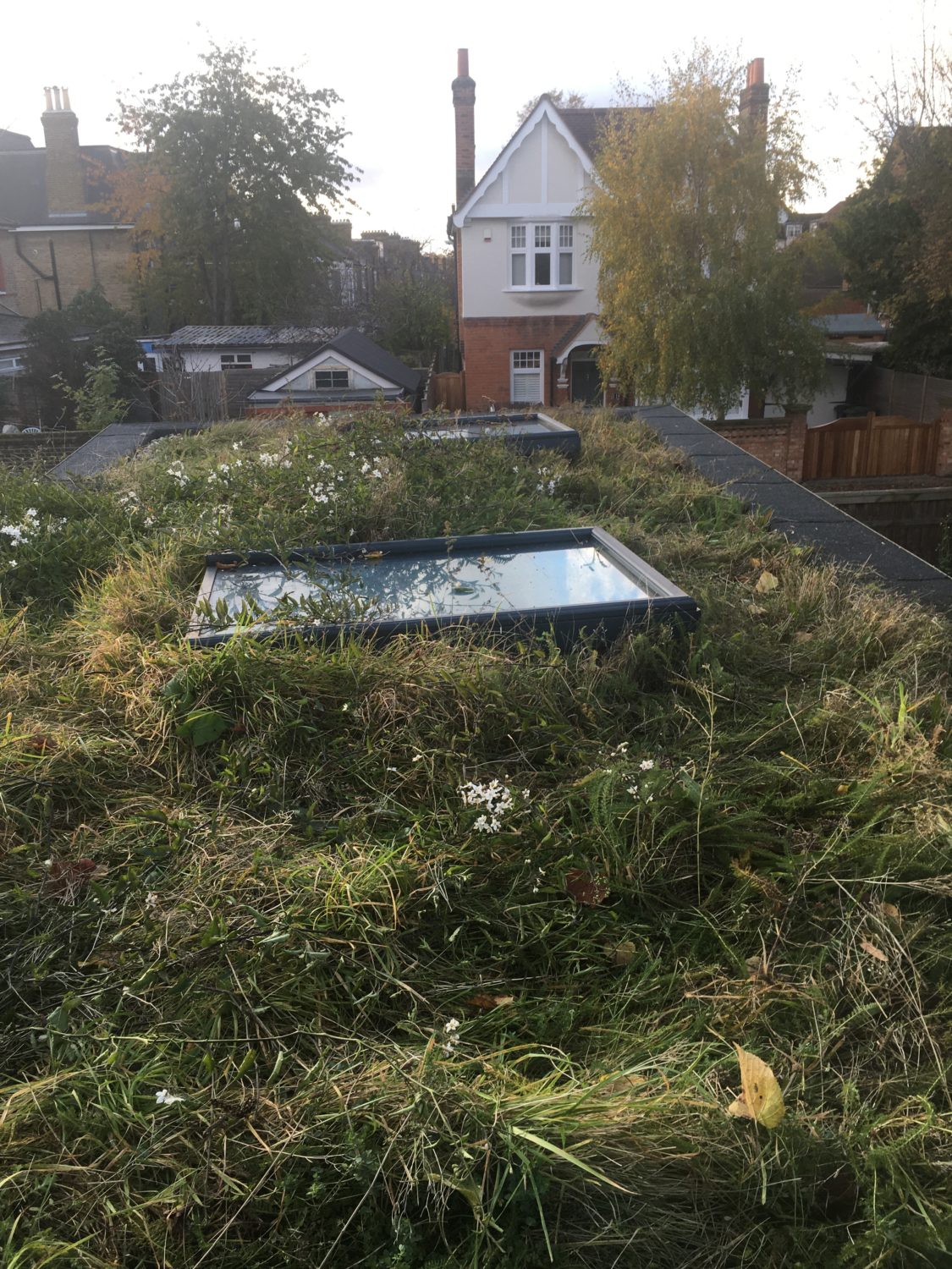 Photo inspiration: Visual Reference: Green Roof Maintenance