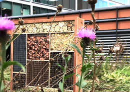 Encouraging Biodiversity and Invertebrates In Victoria