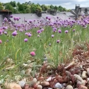 Chives In Flower On green roof
