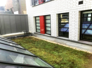 Chinatown green roof install