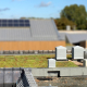 green roof installation at a Richmond School