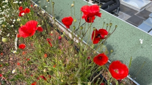 Biodiverse wild flowers green roof on special needs school