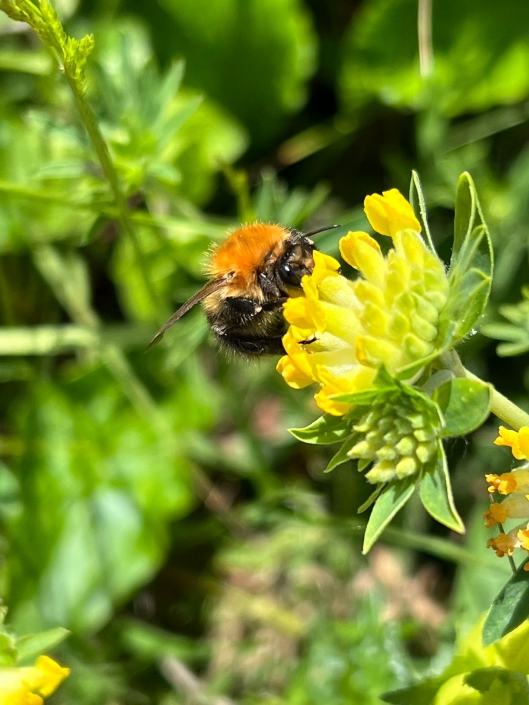 Biodiverse wildflower bee