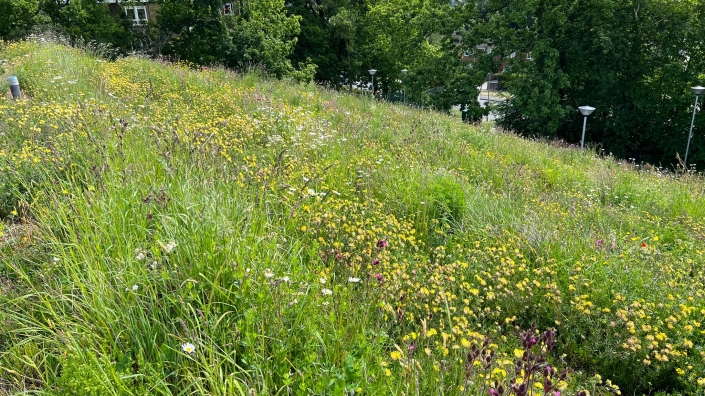 Biodiverse wildflowers green roof on special needs school