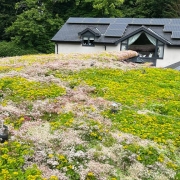 dorset sedum roof in bloom during mintenance