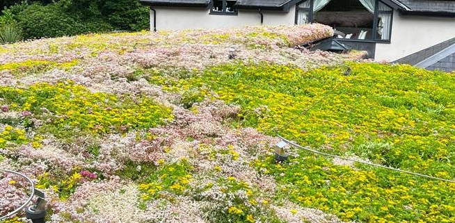 dorset sedum roof in bloom during mintenance
