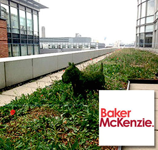 Baker McKenzie green roof Terrace Thmb