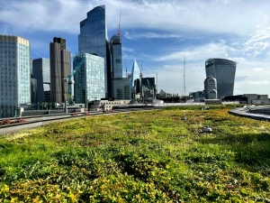 green sedum roof in City of London