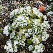 frosty living roof