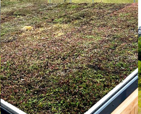 green roof on lodge at Melbury Vale Winery