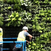 living green wall install