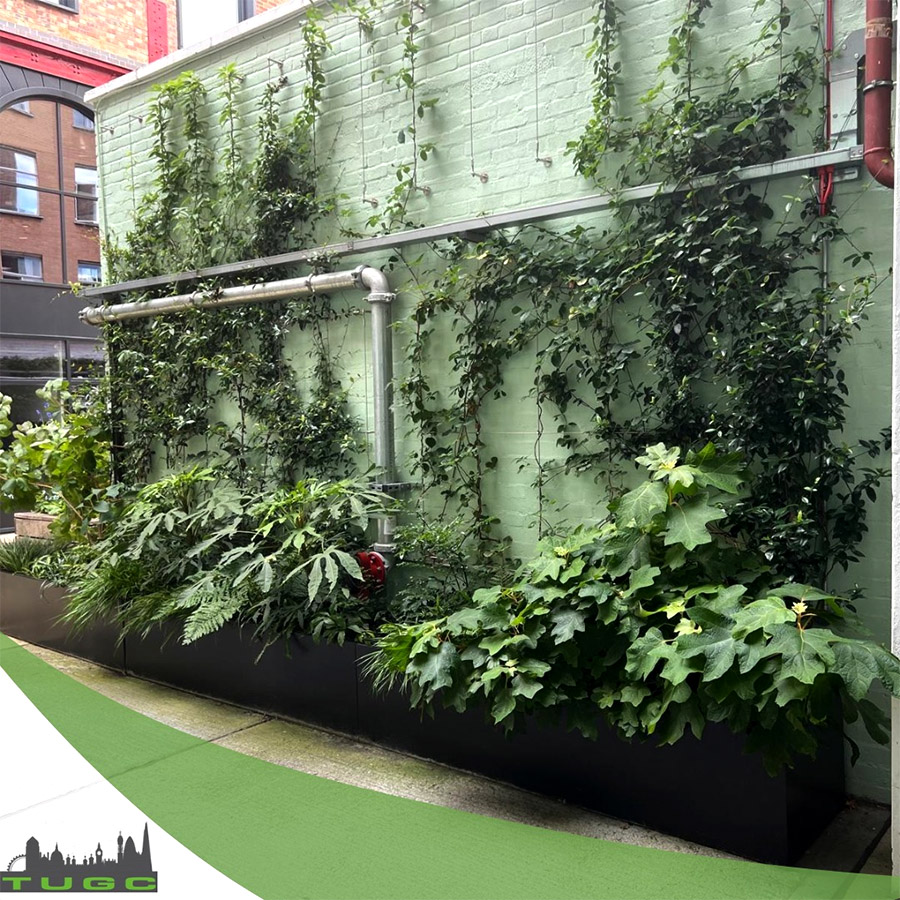 Living Wall Maintenance London - The Urban Greening Company