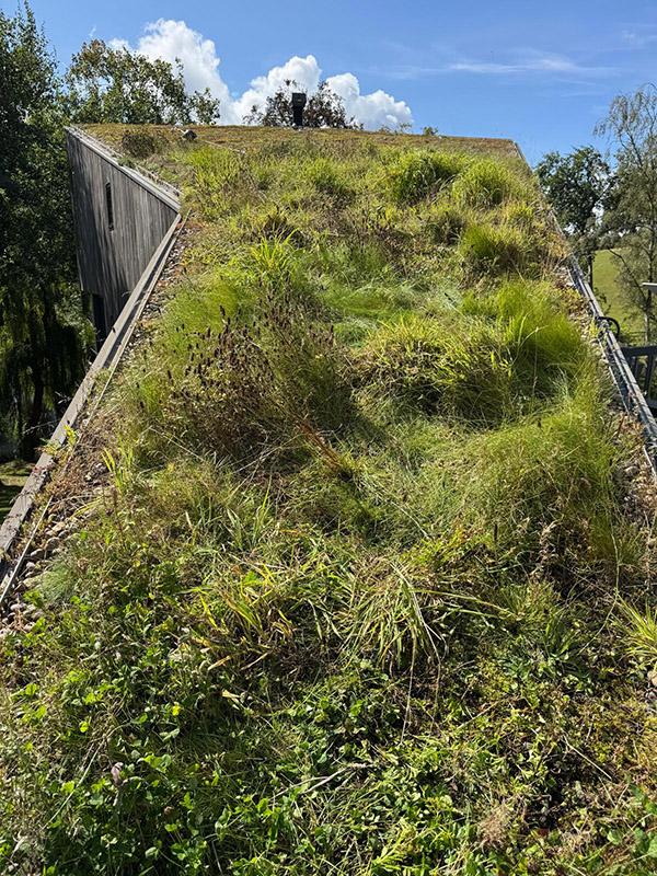 Green Sedum Roof on Devons Green House
