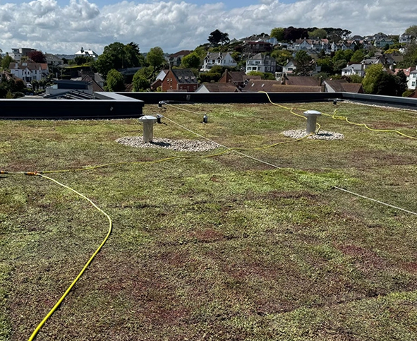 green roof installed and looking glorious