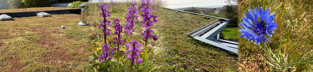 Green-Roof-Maintenance Spring roundup 2026